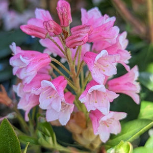Bloombux® Blush Rhododendron