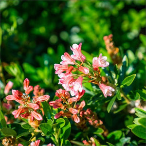 Bloombux® Blush Rhododendron