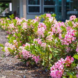 Bloombux® Magenta Rhododendron (Rhododendron 'Microhirs9') growing in a garden landscape, showing mature shrub form.