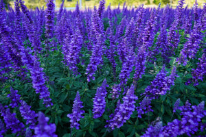 Blue Bouquetta Meadow Sage