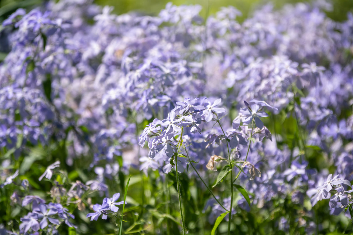 Blue Moon Woodland Phlox