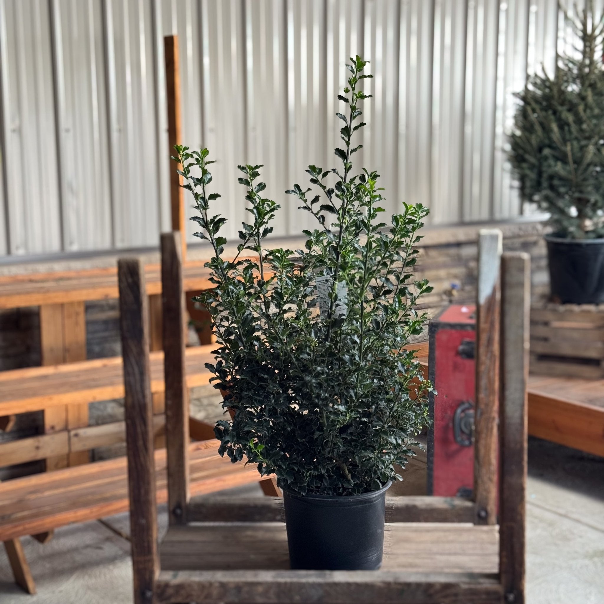 A holiday favorite, the Blue Princess Holly shines with deep blue-green leaves and bright red berries. Ideal for Christmas decorations, hedges, and adding winter color to your landscape.