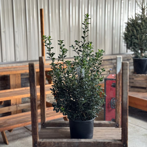 A holiday favorite, the Blue Princess Holly shines with deep blue-green leaves and bright red berries. Ideal for Christmas decorations, hedges, and adding winter color to your landscape.