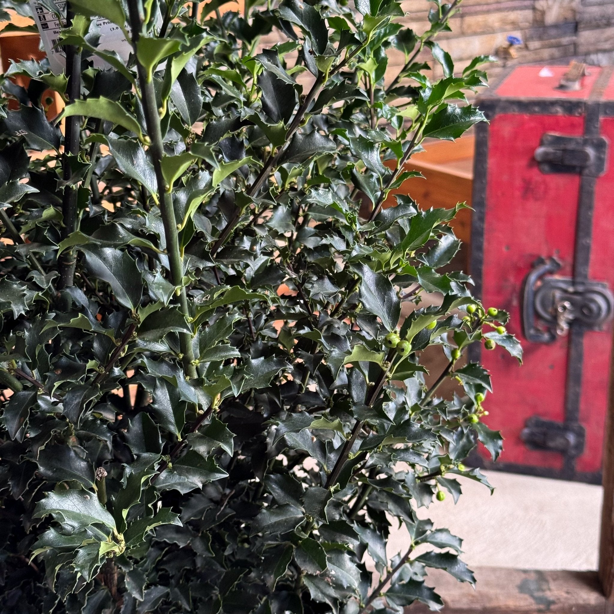 Blue Princess Holly for Sale | Nature Hills Nursery