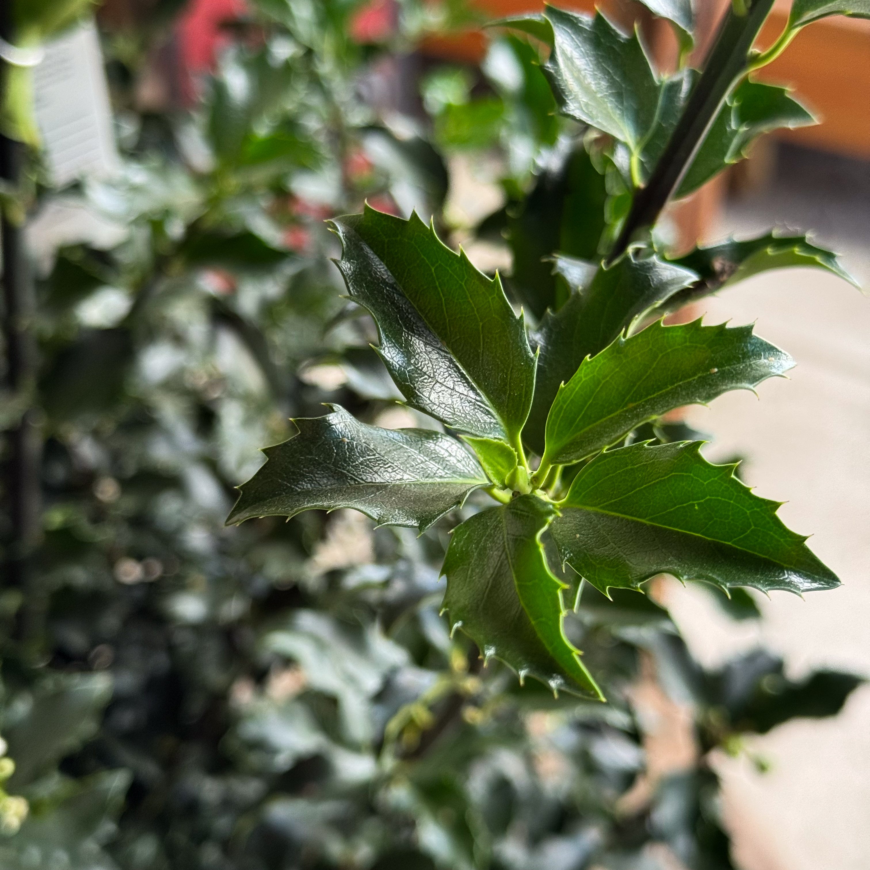 A holiday favorite, the Blue Princess Holly shines with deep blue-green leaves and bright red berries. Ideal for Christmas decorations, hedges, and adding winter color to your landscape.