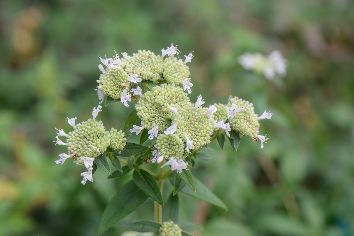 Blunt Mountain Mint