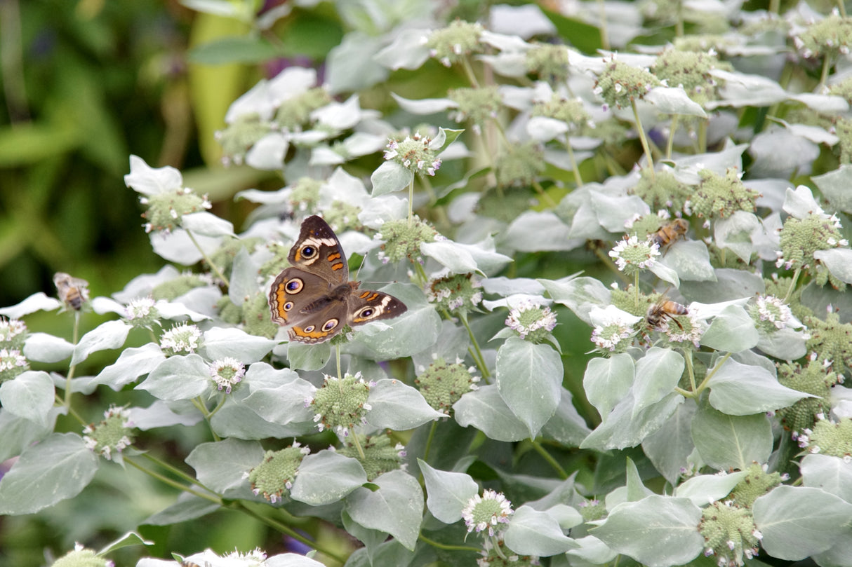 Blunt Mountain Mint