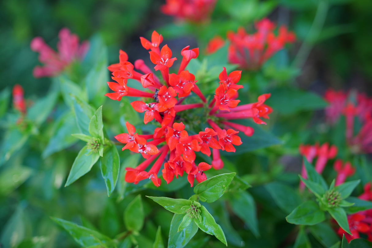 Estrellita® Scarlet Firecracker Bush (Bouvardia x 'WNBVESRED24'), a shrub.