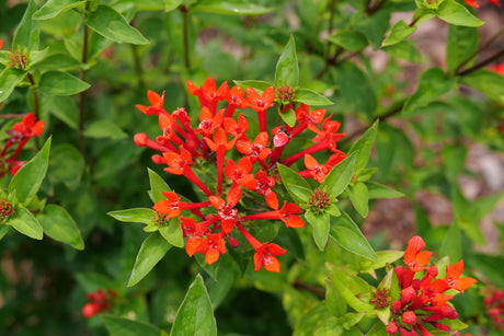 Estrellita® Scarlet Firecracker Bush (Bouvardia x 'WNBVESRED24') foliage and growth habit in the landscape.