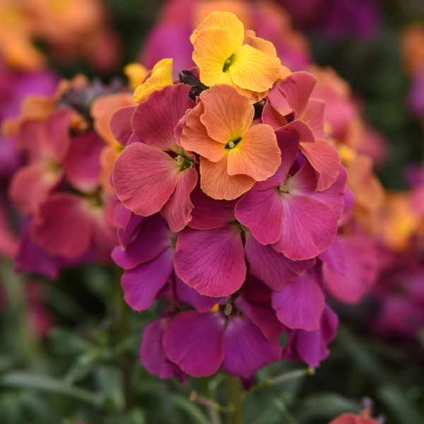 Brightside Magenta Glow Wallflower Close Up Bloom