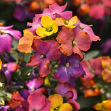 Brightside Magenta Glow Wallflower Aged Bloom