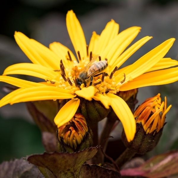 Britt Marie Crawford Leopard Plant Nature Hills