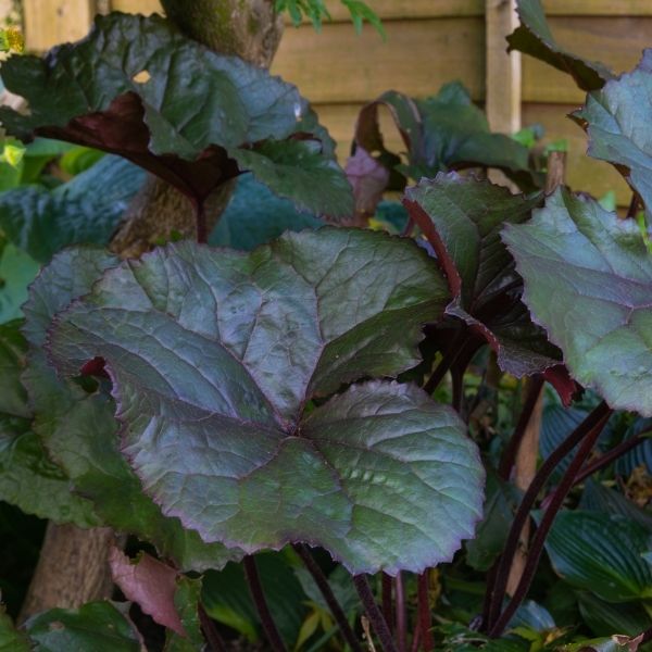 Britt Marie Crawford Leopard Plant Ligularia naturehills.com