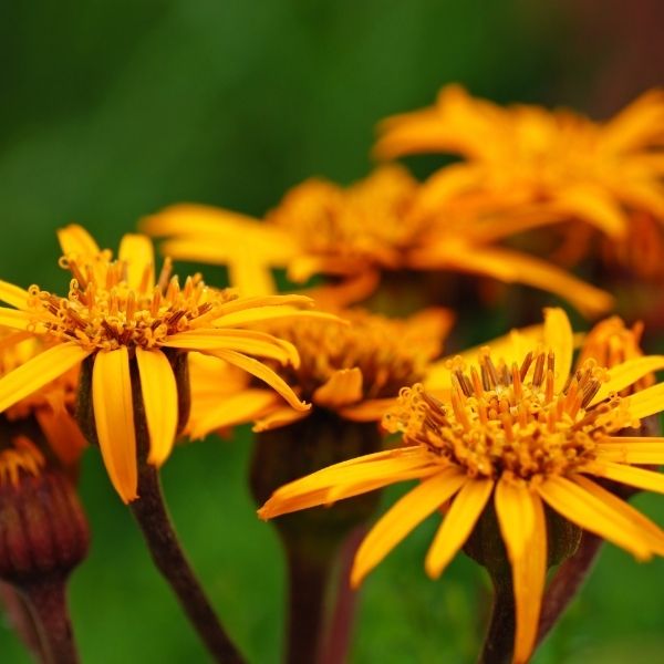 Britt Marie Crawford Leopard Plant