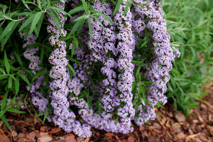 Mop Top® Fountain Butterfly Bush