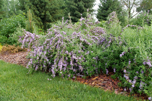 Mop Top® Fountain Butterfly Bush