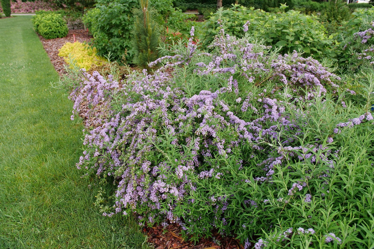 Mop Top® Fountain Butterfly Bush