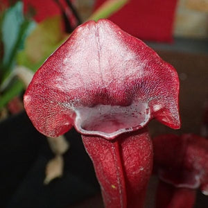Bug Bat Pitcher Plant