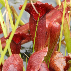 Bug Bat Pitcher Plant
