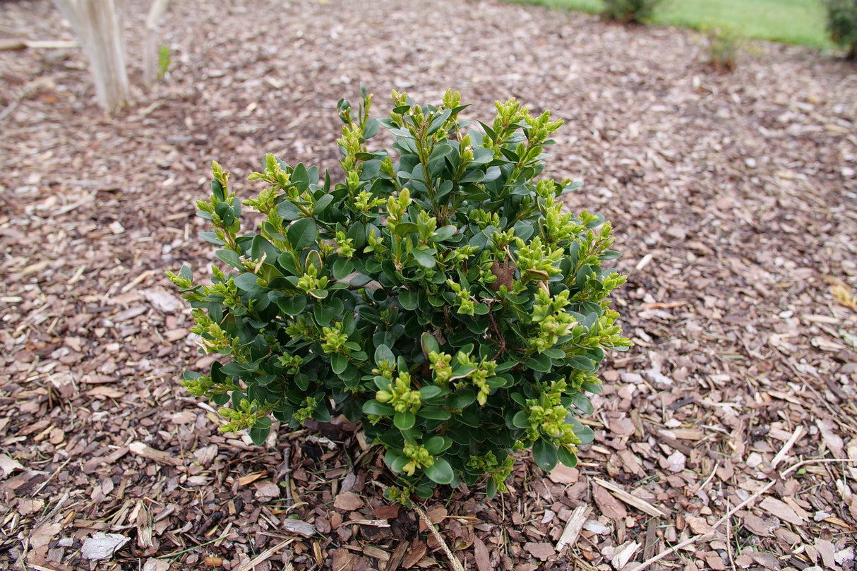 Detail view of Neatball® Boxwood (Buxus microphylla 'NSBBL') showing plant structure and foliage.