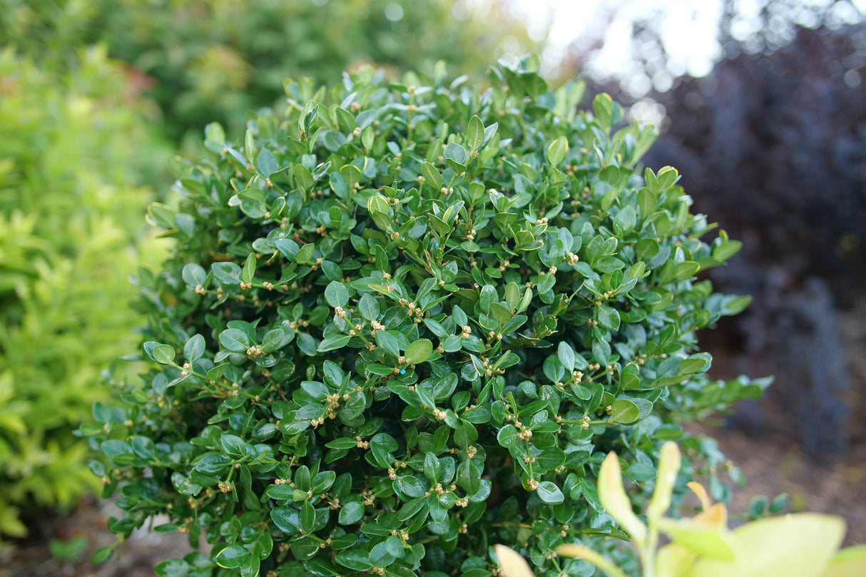 Neatball® Boxwood (Buxus microphylla 'NSBBL'), a shrub featuring dense, rounded form.