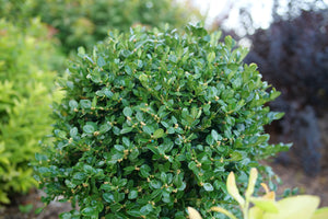 Neatball® Boxwood (Buxus microphylla 'NSBBL'), a shrub featuring dense, rounded form.