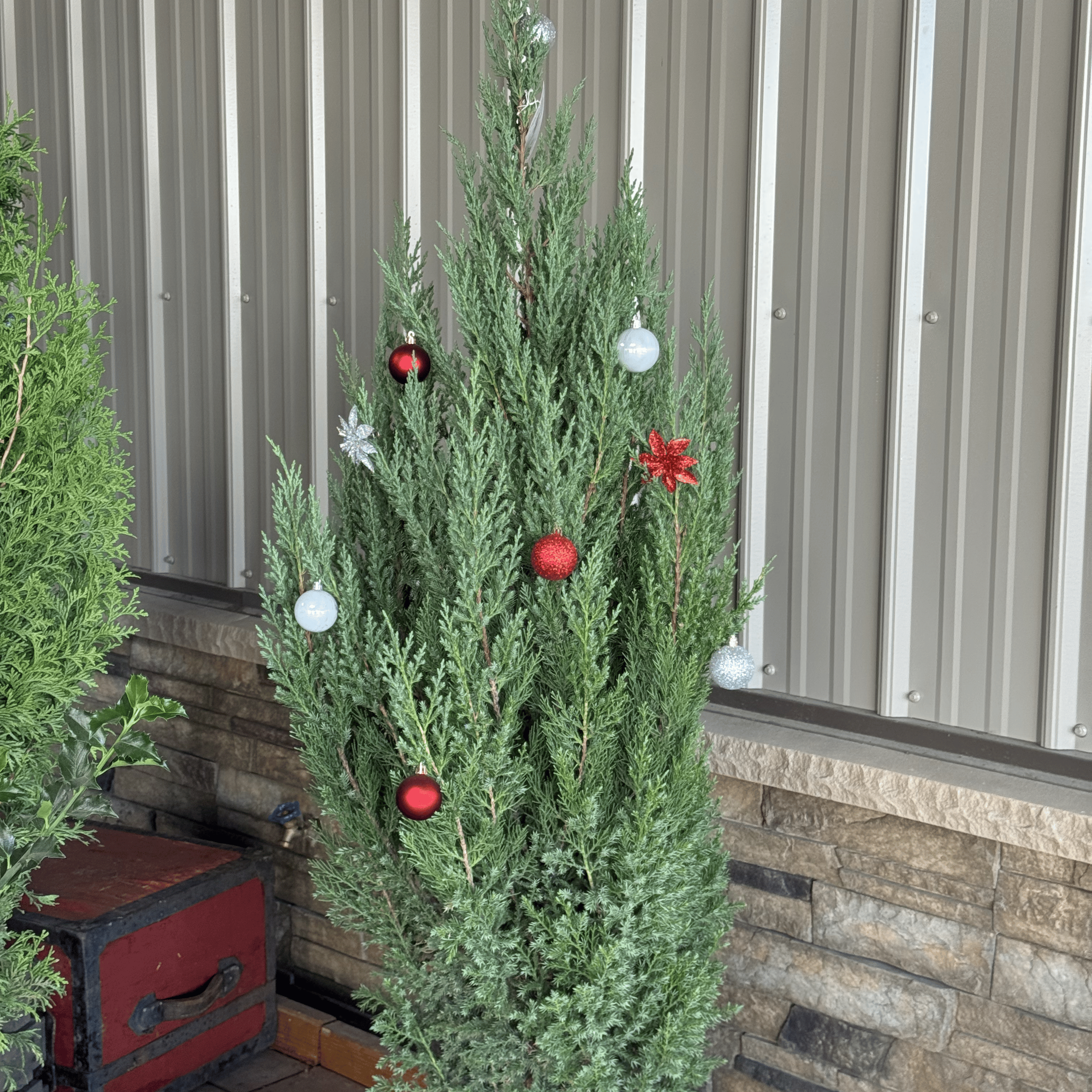 Shop Blue Point Juniper for your holiday season landscaping needs! Perfect for Christmas and winter gardens, this hardy evergreen shrub features vibrant blue-green foliage and a compact, conical shape. Ideal for winter sales, holiday decorations, and adding a touch of nature to your outdoor spaces. Order today for the perfect winter garden accent!