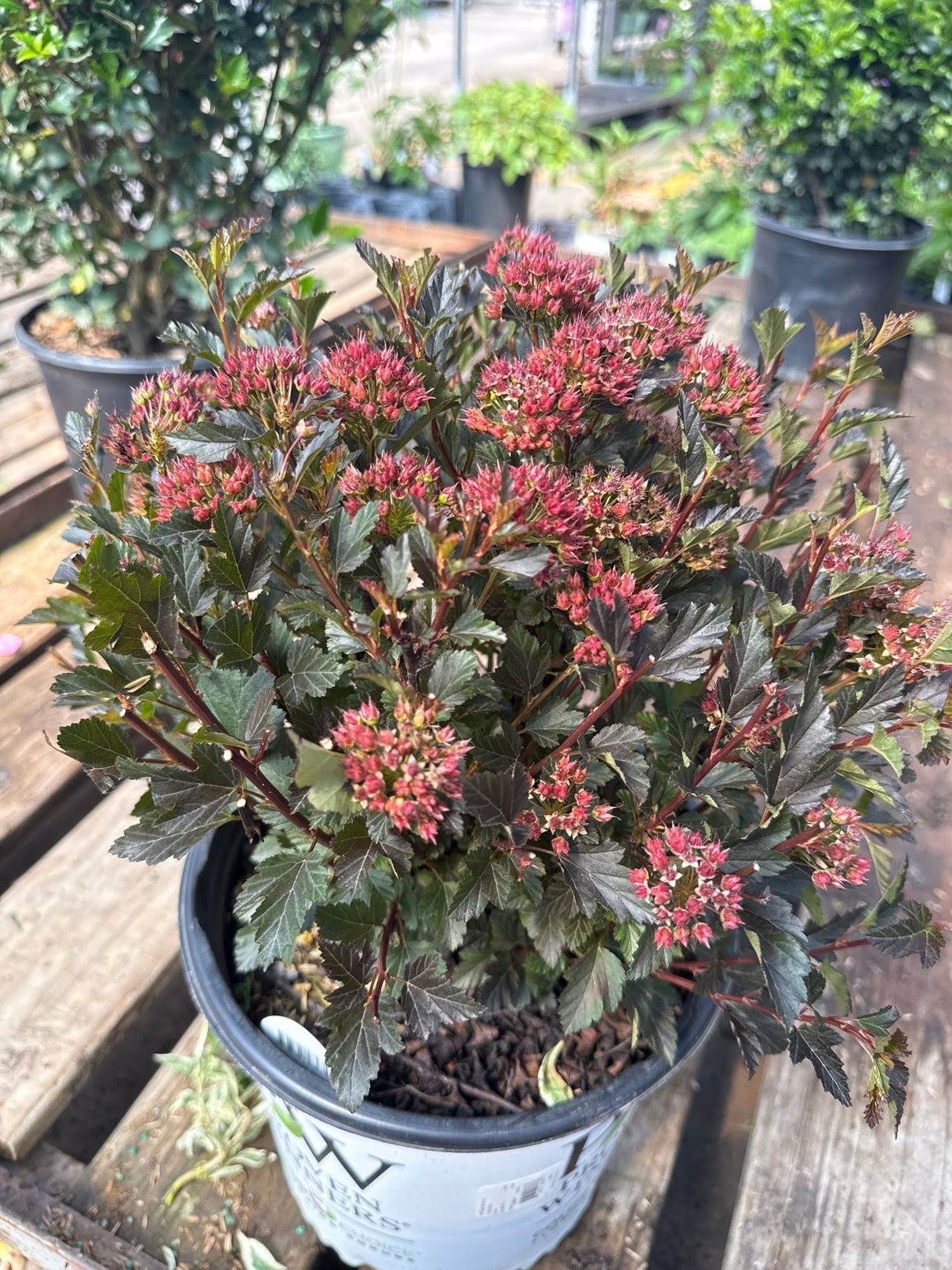 Tiny Wine Ninebark shrub covered in deep pink flower clusters and dark bronze-green foliage in a nursery container.