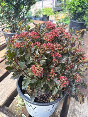 Tiny Wine Ninebark shrub covered in deep pink flower clusters and dark bronze-green foliage in a nursery container.