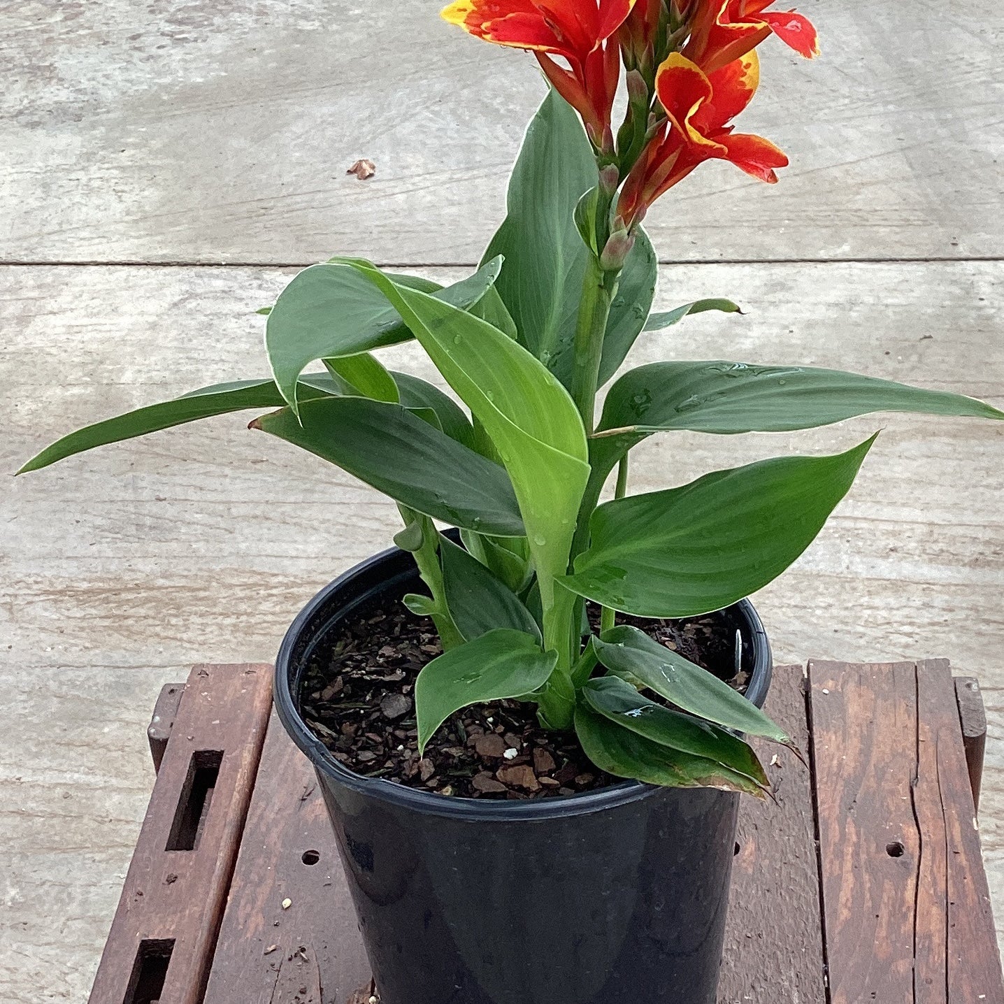 can canna plants grow indoors Cannova® Red Golden Flame Canna Lily | Bicolor