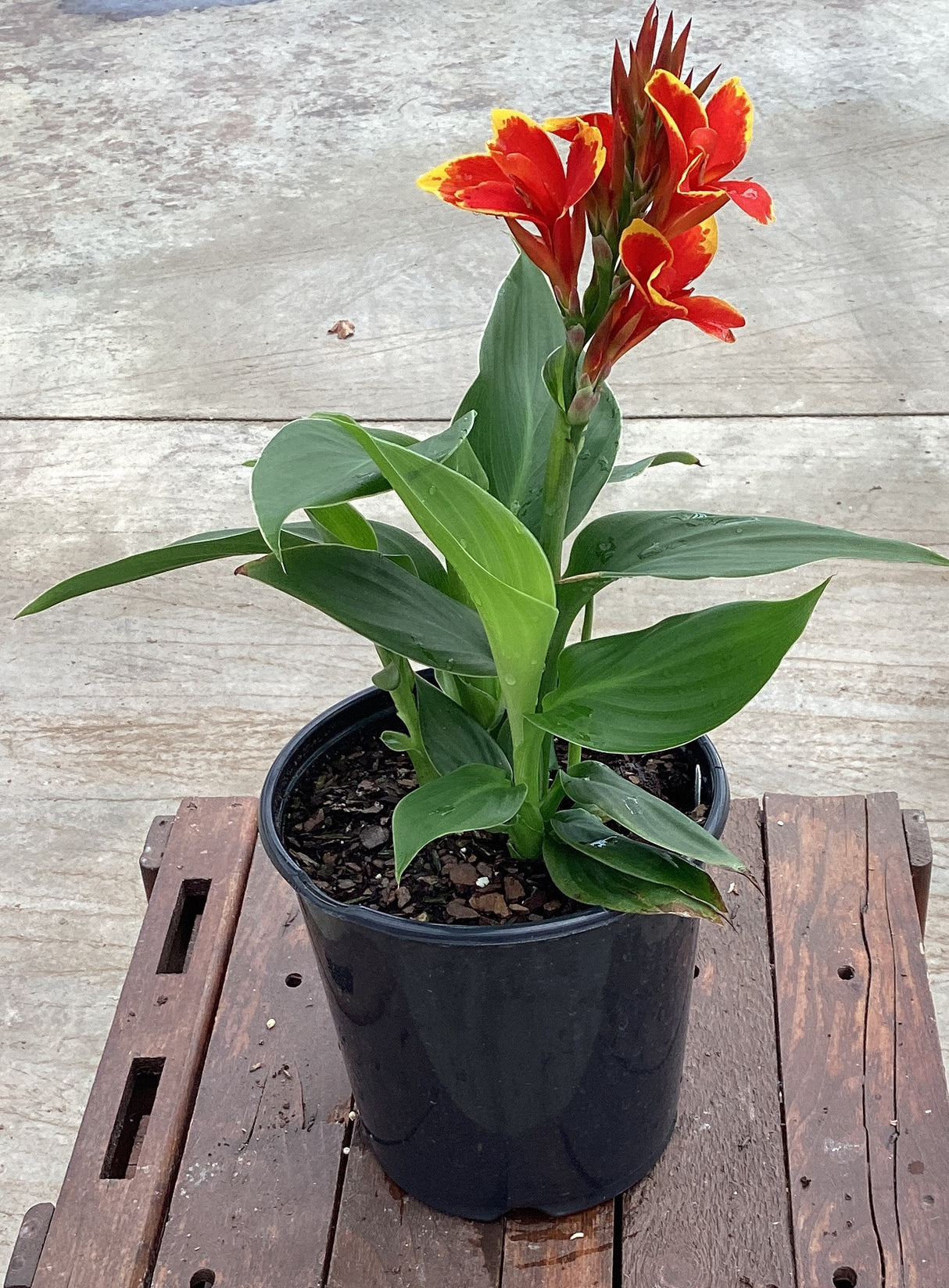 Cannova® Red Golden Flame Canna Lily (Canna 'Red Golden Flame'), a perennial featuring red, yellow flowers and perennial.