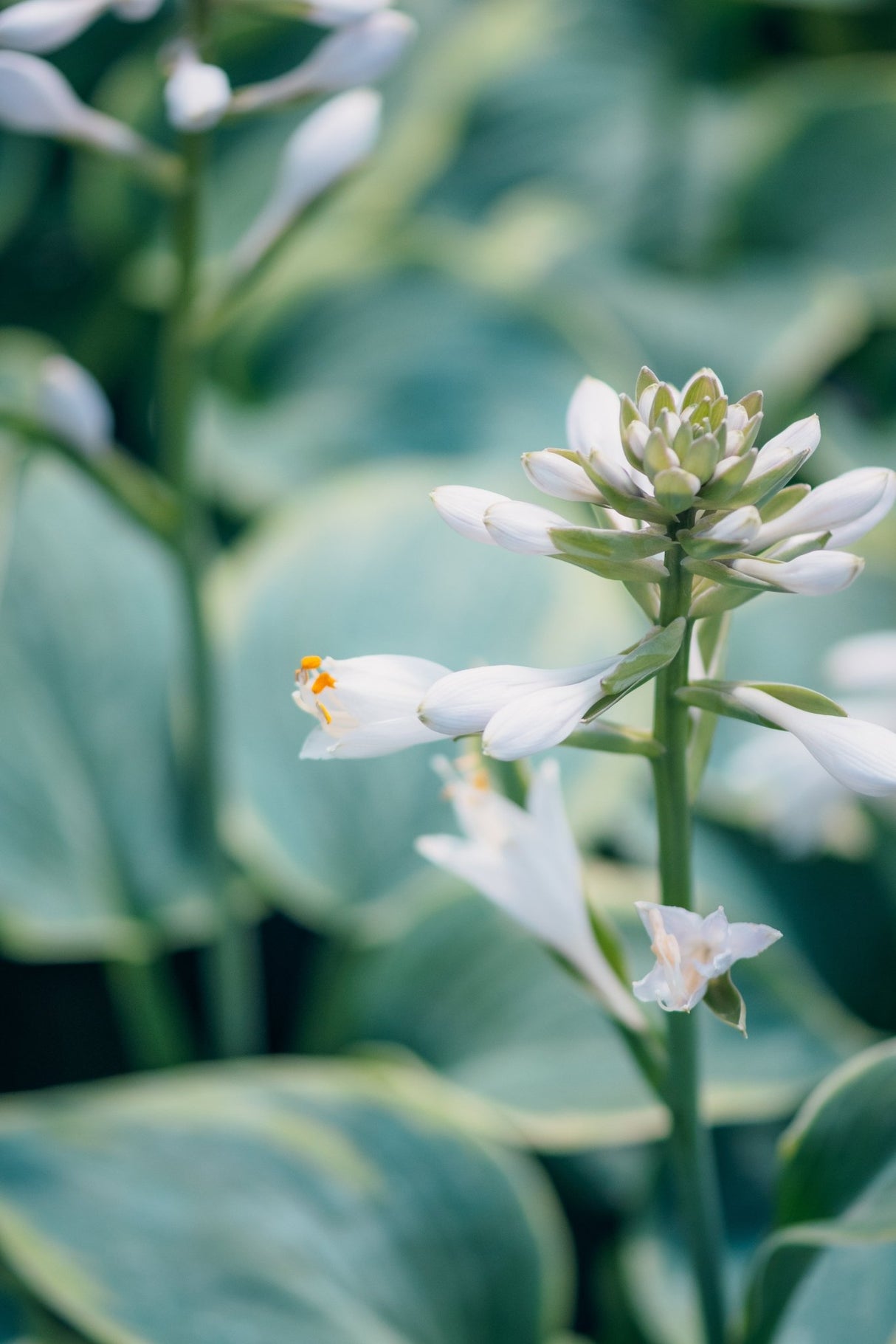 Elegans Hosta