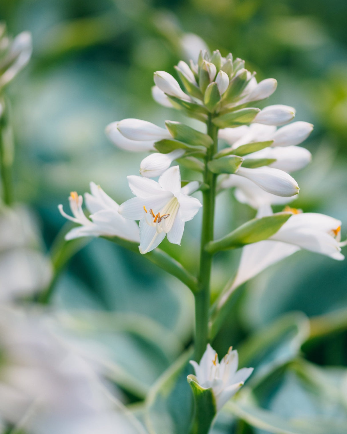Elegans Hosta