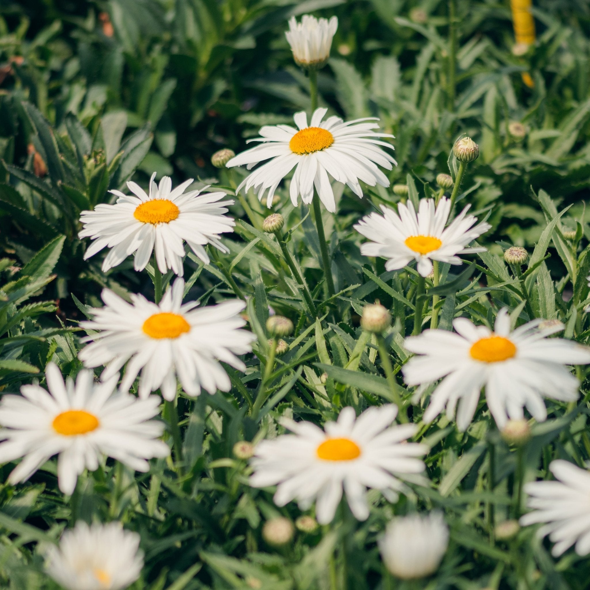 Whoops - A - Daisy Shasta Daisy | Buy at NatureHills.com