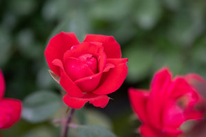 Vibrant red double blooms of Red Double Knock Out Rose, Rosa 'Radtko', photographed in a lush garden setting.
