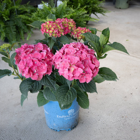 Endless Summer Summer Crush Bigleaf Hydrangea blooming in a blue nursery pot with vibrant pink mophead flowers.