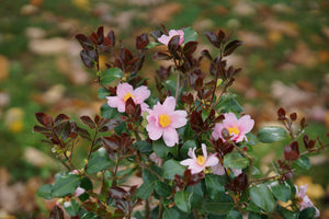 Just Chill™ Red Tip™ Camellia (Camellia x 'FARROWCJFRF'), a shrub featuring arching, erect form.