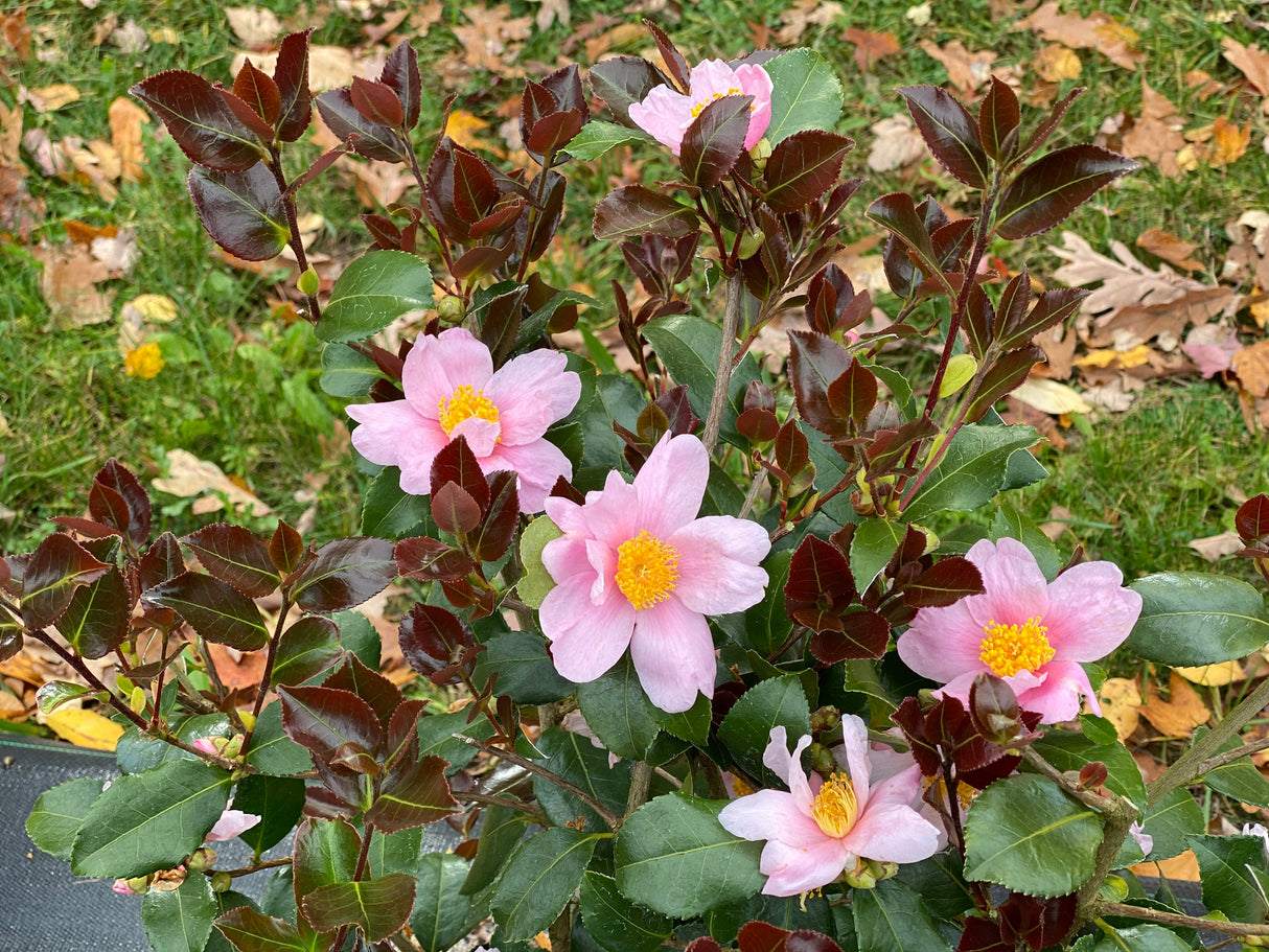 Detail view of Just Chill™ Red Tip™ Camellia (Camellia x 'FARROWCJFRF') showing plant structure and foliage.
