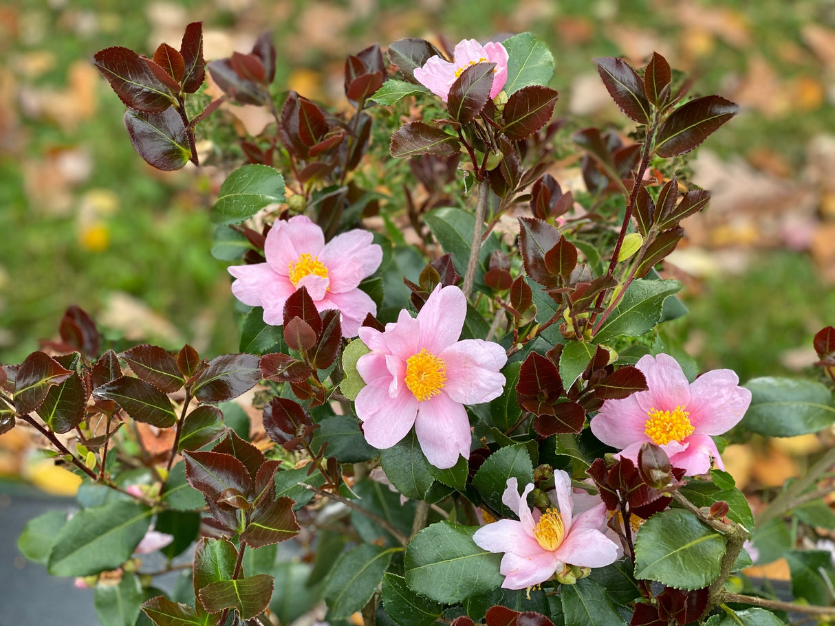 Just Chill™ Red Tip™ Camellia (Camellia x 'FARROWCJFRF') foliage and growth habit in the landscape.