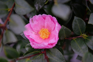 Just Chill® Double Mauve Camellia (Camellia x 'FARROWCJH'), a shrub featuring pink, mauve flowers and broad-leaved evergreen.