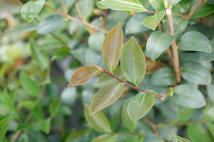 Just Chill® Double Mauve Camellia (Camellia x 'FARROWCJH') growing in a garden landscape, showing mature shrub form.