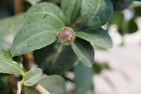 Just Chill® Double Mauve Camellia (Camellia x 'FARROWCJH') planted in a residential landscape.