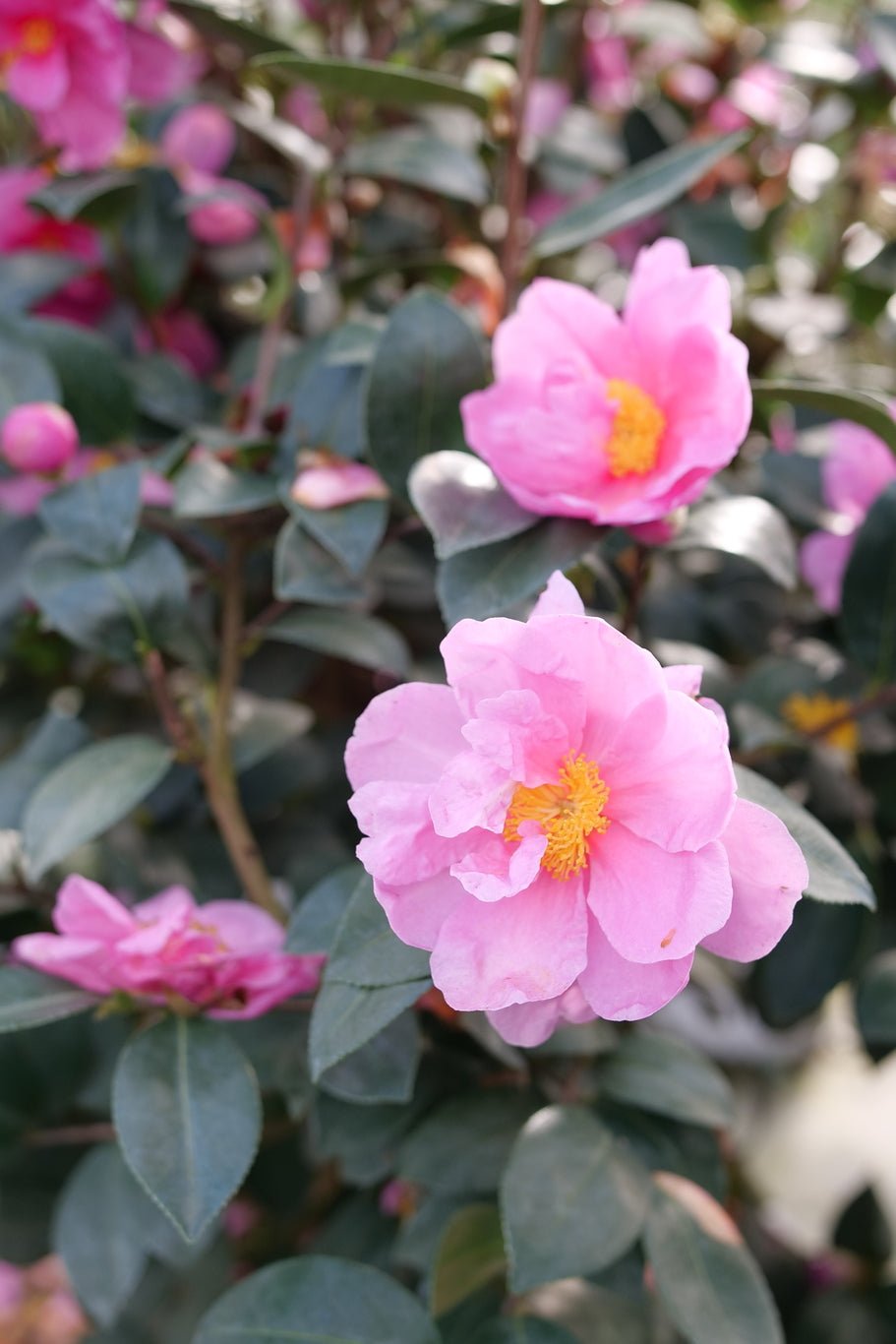 Just Chill® Double Mauve Camellia (Camellia x 'FARROWCJH') shrub detail, image 6 of 9.
