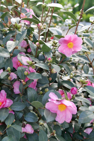 Just Chill® Double Mauve Camellia (Camellia x 'FARROWCJH') shrub detail, image 7 of 9.