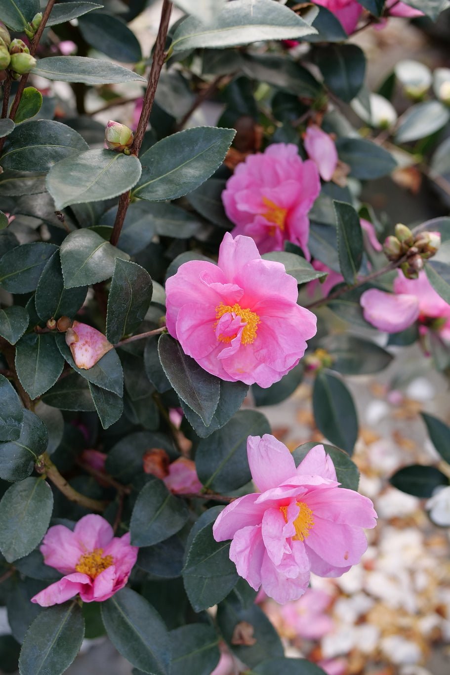 Just Chill® Double Mauve Camellia (Camellia x 'FARROWCJH') shrub detail, image 8 of 9.