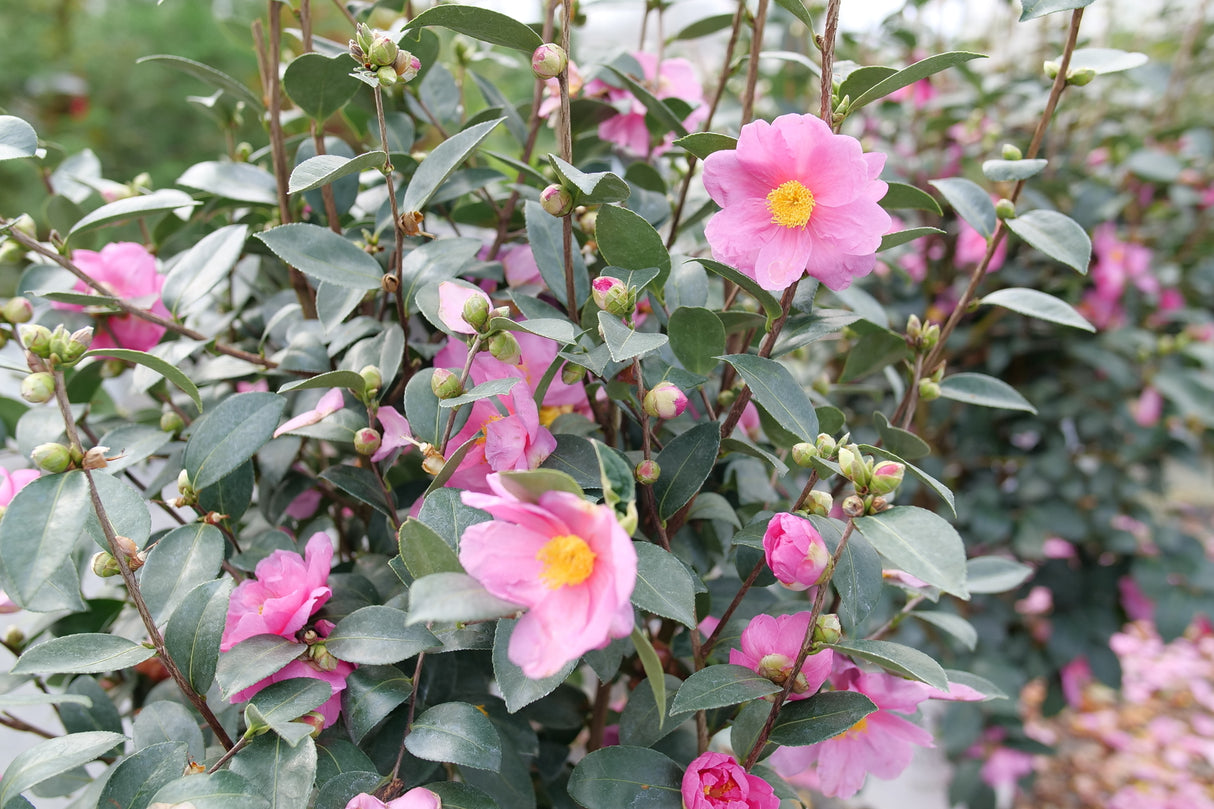 Just Chill® Double Mauve Camellia (Camellia x 'FARROWCJH') shrub detail, image 9 of 9.