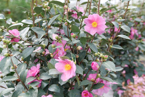 Just Chill® Double Mauve Camellia (Camellia x 'FARROWCJH') shrub detail, image 9 of 9.