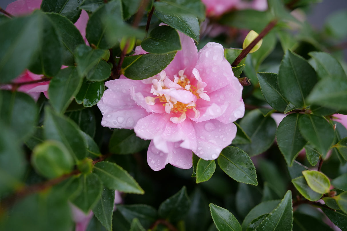 Just Chill® Double Pink Camellia (Camellia hiemalis 'FL-CP-1'), a shrub featuring erect form.