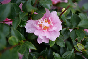 Just Chill® Double Pink Camellia (Camellia hiemalis 'FL-CP-1'), a shrub featuring erect form.