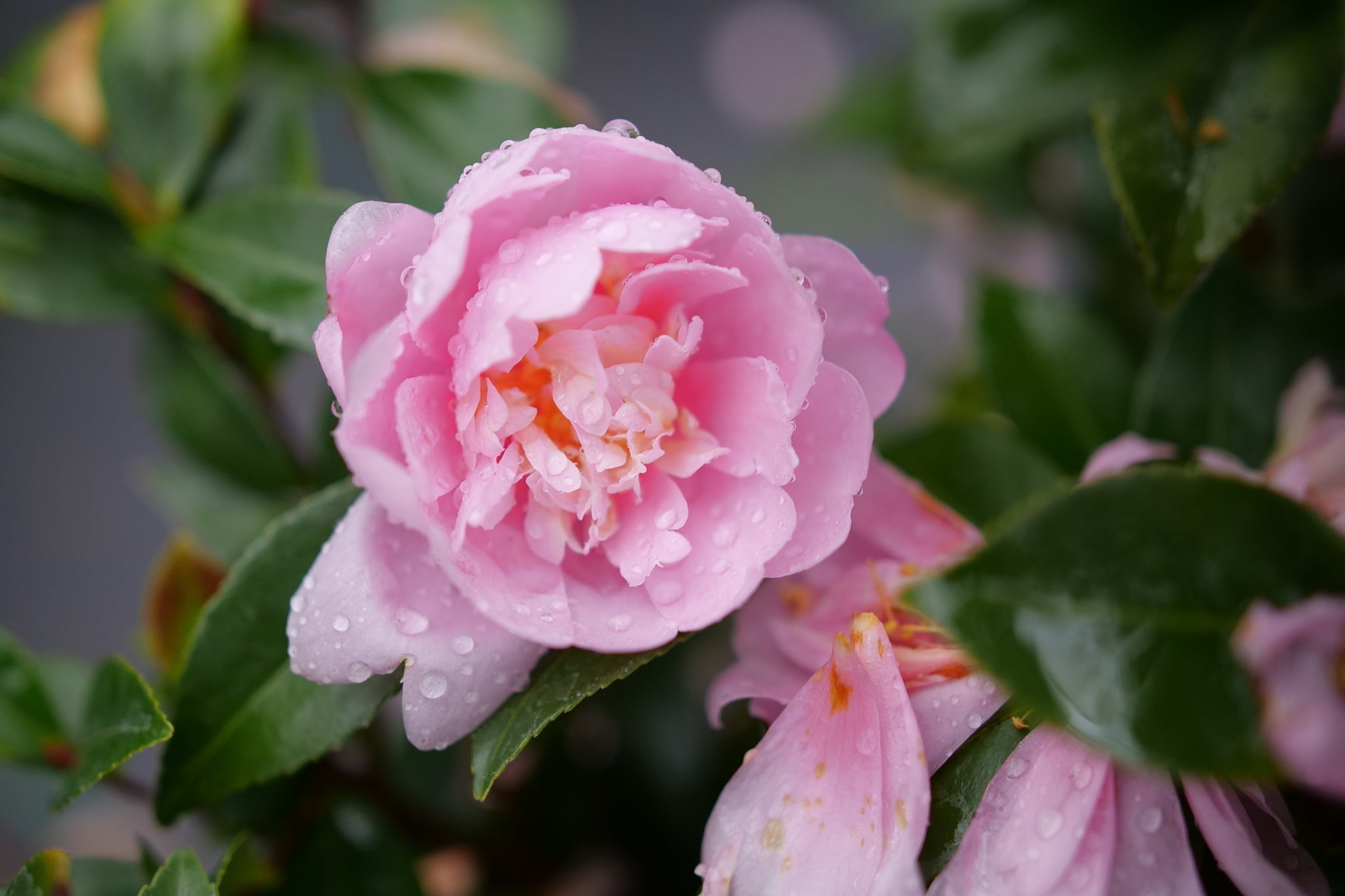 Just Chill Double Pink Camellia: Cold Hardy | Nature Hills